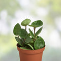 Rooted Hoya Carnosa Chelsea Cutting - Indoor Houseplant - Easy Care Hoya Chelsea Plant - Live Starter Plant