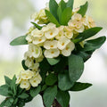 Crown of Thorns Cutting Euphorbia milii White Yellow Center Succulent Indoor Garden Plant Starter