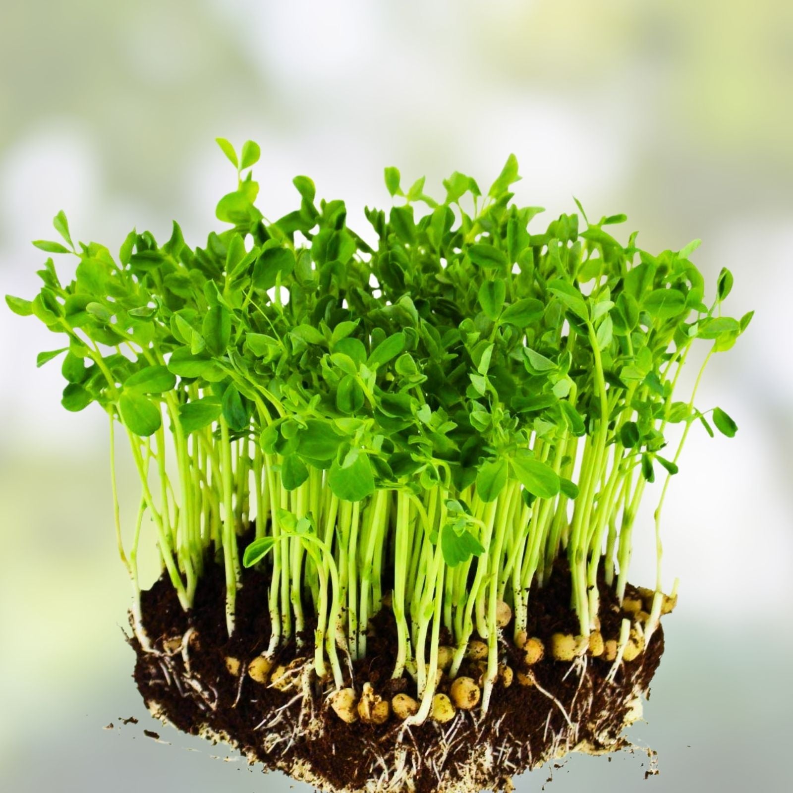 Dundale Pea Sprouting Seeds 16oz Non-GMO Microgreens Pisum sativum Live Plant Starter Kit