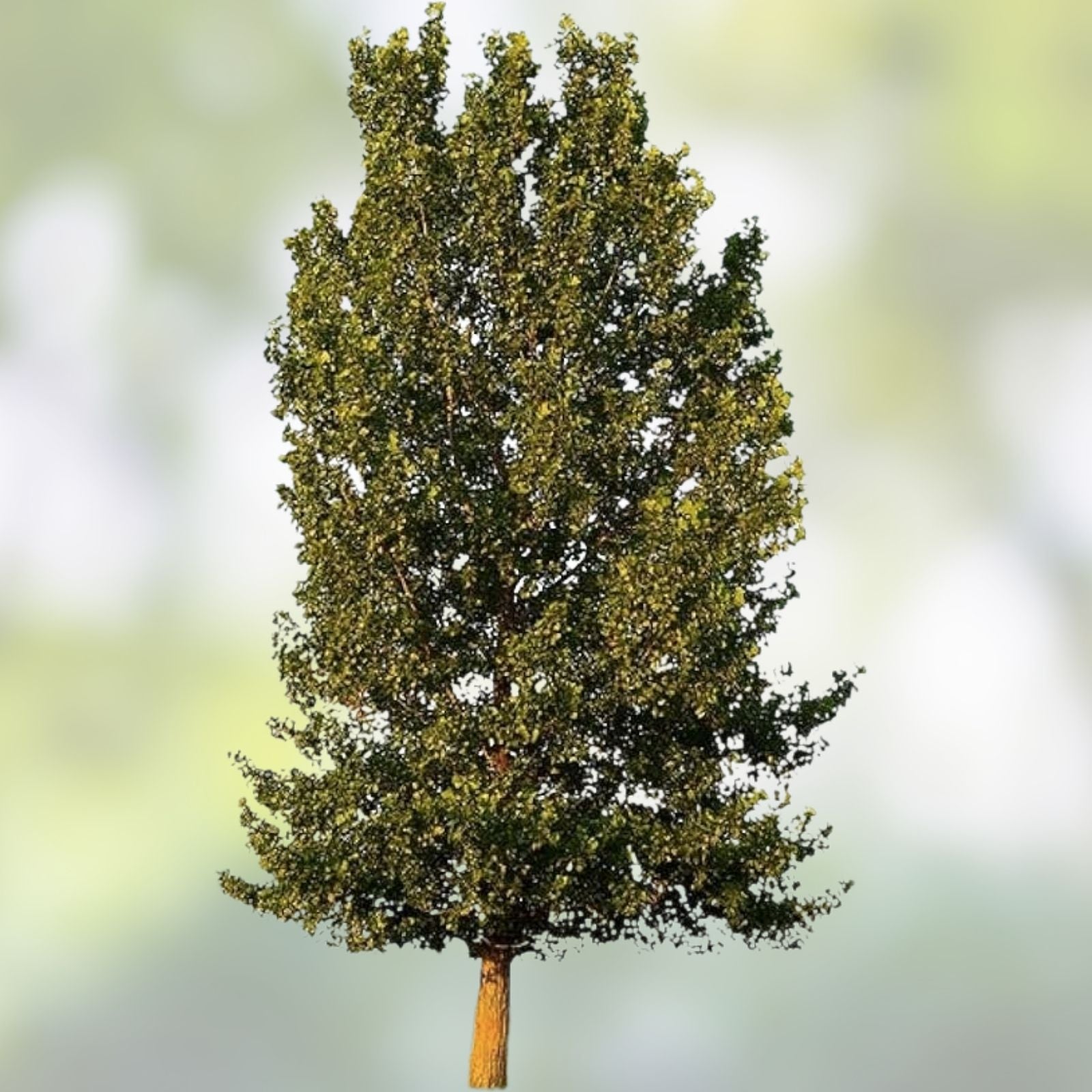 Hybrid Poplar Tree Cuttings – Fast Growing Shade Trees for Privacy – Populus deltoides x nigra – Planting Material for Landscaping