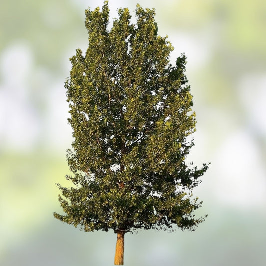 Hybrid Poplar Tree Cuttings – Fast Growing Shade Trees for Privacy – Populus deltoides x nigra – Planting Material for Landscaping