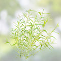 Austree Hybrid Willow Cuttings 10 Inch Thick Live Plant Salix x sepulcralis Erosion Control Landscaping 60 Pack