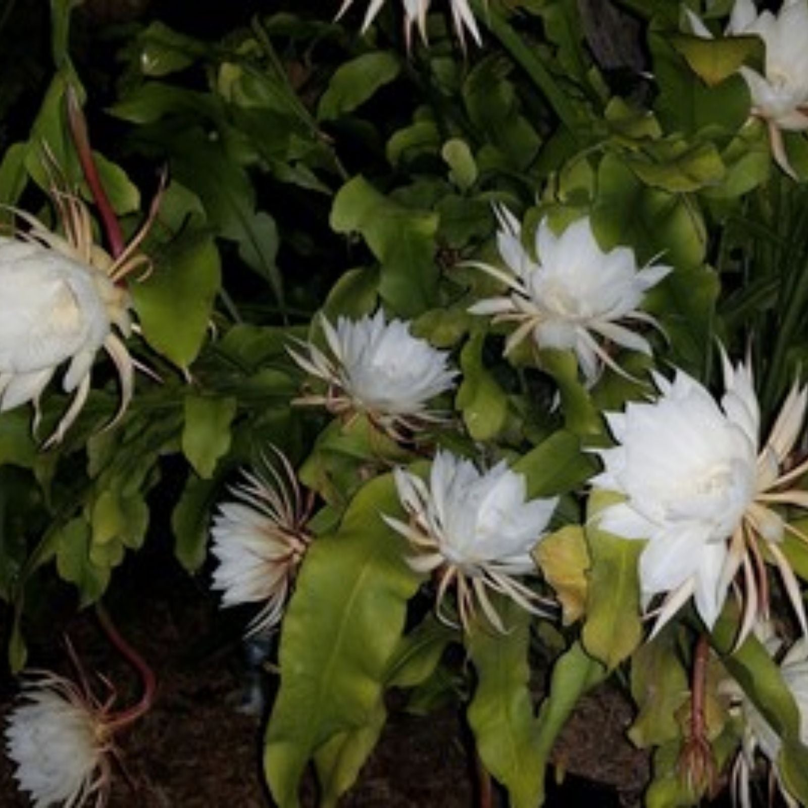 Epiphyllum Glow Bug Cutting 8-10in Tropical Succulent Indoor Plant Propagation Houseplant