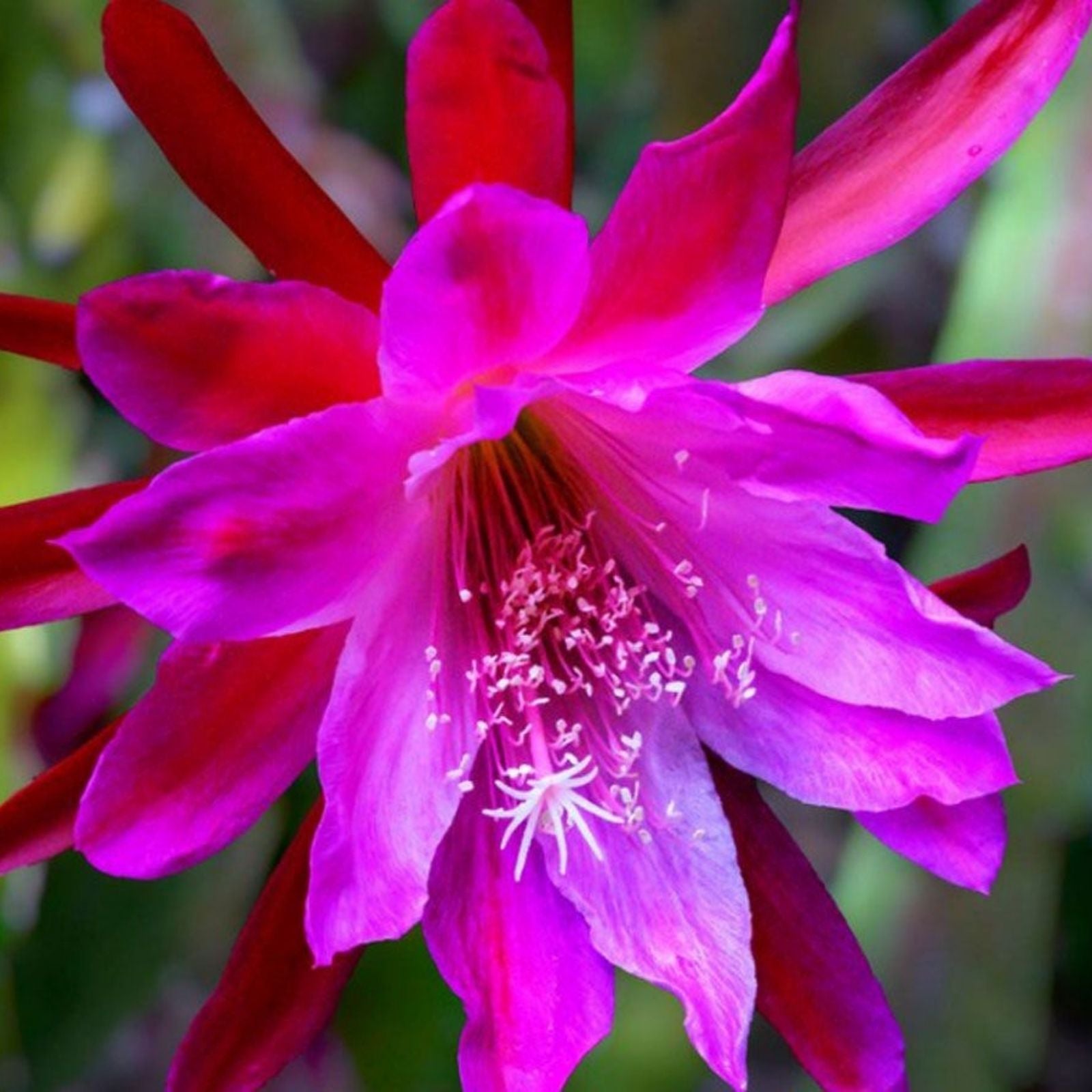 Epiphyllum Orchid Cactus Sedona Sunset Cutting - Unique Indoor Succulent - Don's Cuttings SEPT/3
