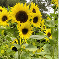 Lemon Queen Sunflower Seeds 100 Count | Helianthus annuus Garden Flower Seeds | Bright Yellow Blooms | Live Plant or Seed Starter