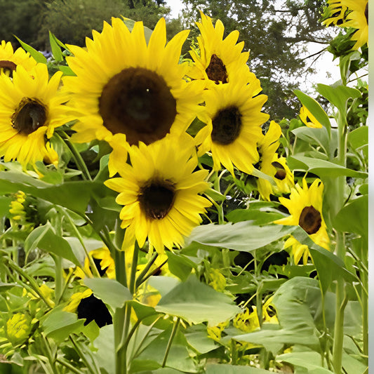 Lemon Queen Sunflower Seeds 100 Count | Helianthus annuus Garden Flower Seeds | Bright Yellow Blooms | Live Plant or Seed Starter