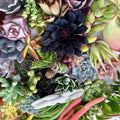 Assorted Succulent Cuttings Pack 25 Varieties Live Plants DIY Home Decor Easy to Grow Free Shipping