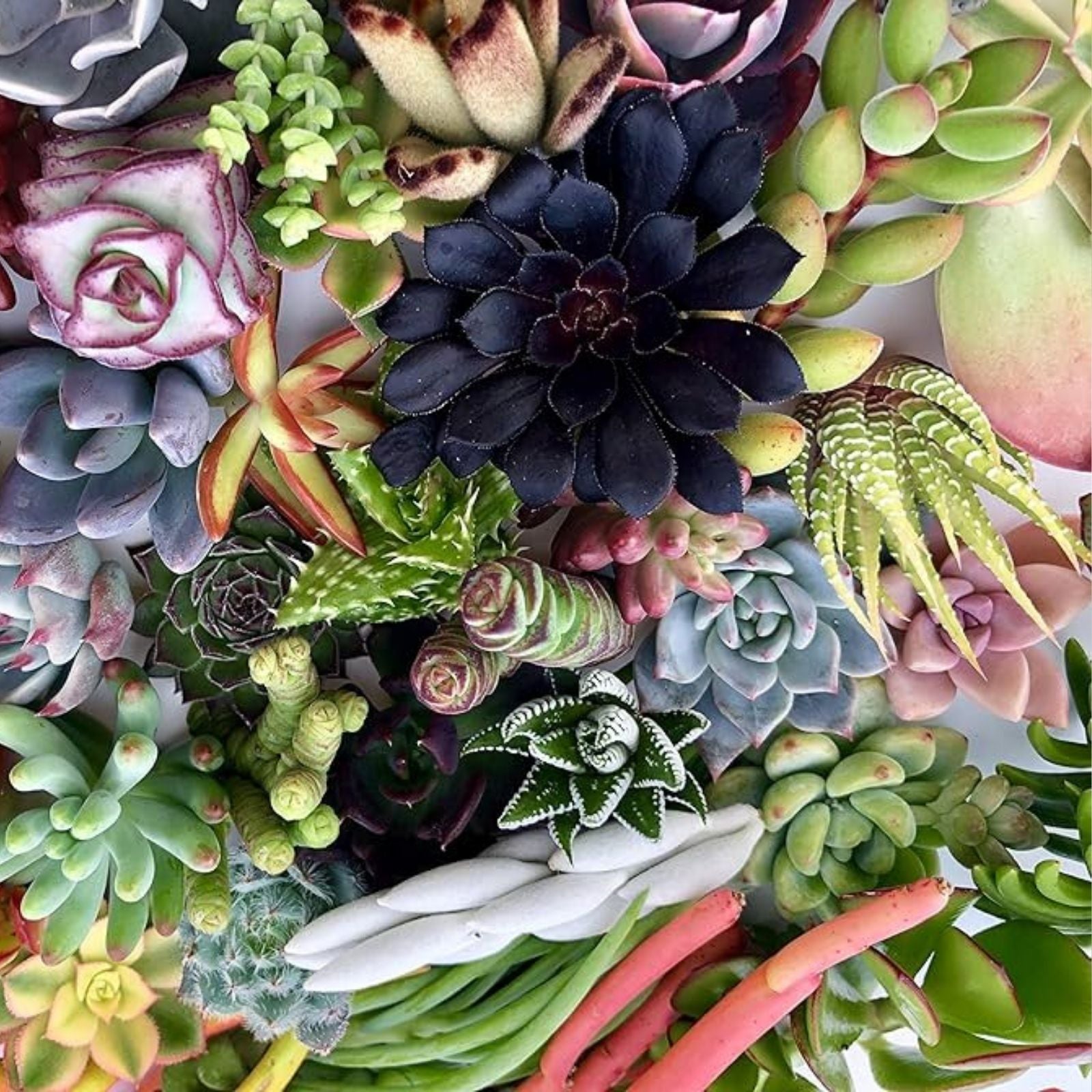 Assorted Succulent Cuttings Pack 25 Varieties Live Plants DIY Home Decor Easy to Grow Free Shipping