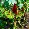 Weeping Fig Bonsai Tree Seeds - 30 Seeds - Ficus benjamina - Indoor Plant Starter Kit - Live Gardening Seeds