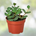 Peperomia Hope Live Plant 3-Inch Pot Small Indoor Houseplant Easy Care Peperomia obtusifolia