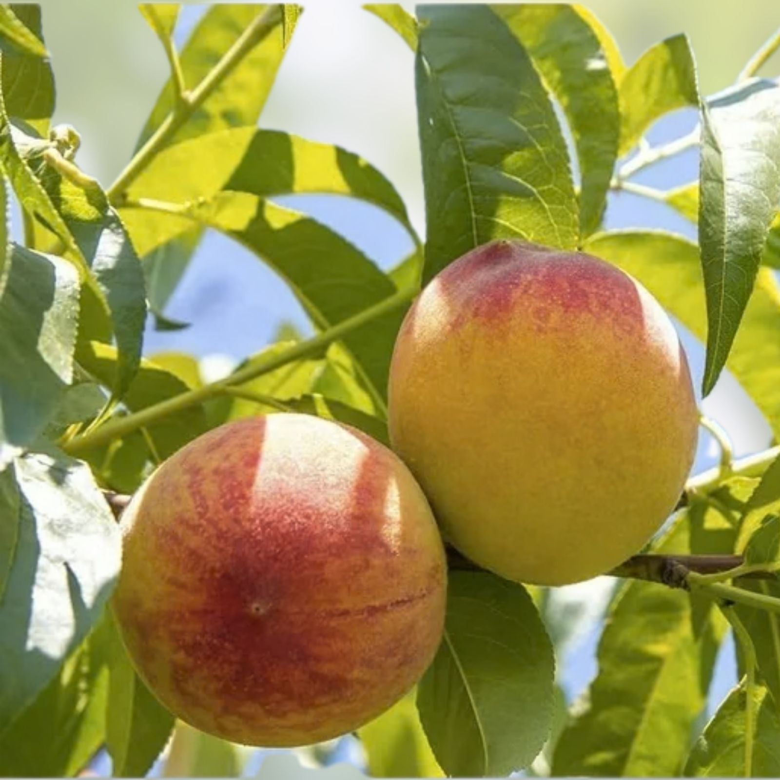 Peach Tree Seeds - 2 Large Fruit-Bearing Bonsai Seeds - Prunus persica - Fast Growing, Made in USA