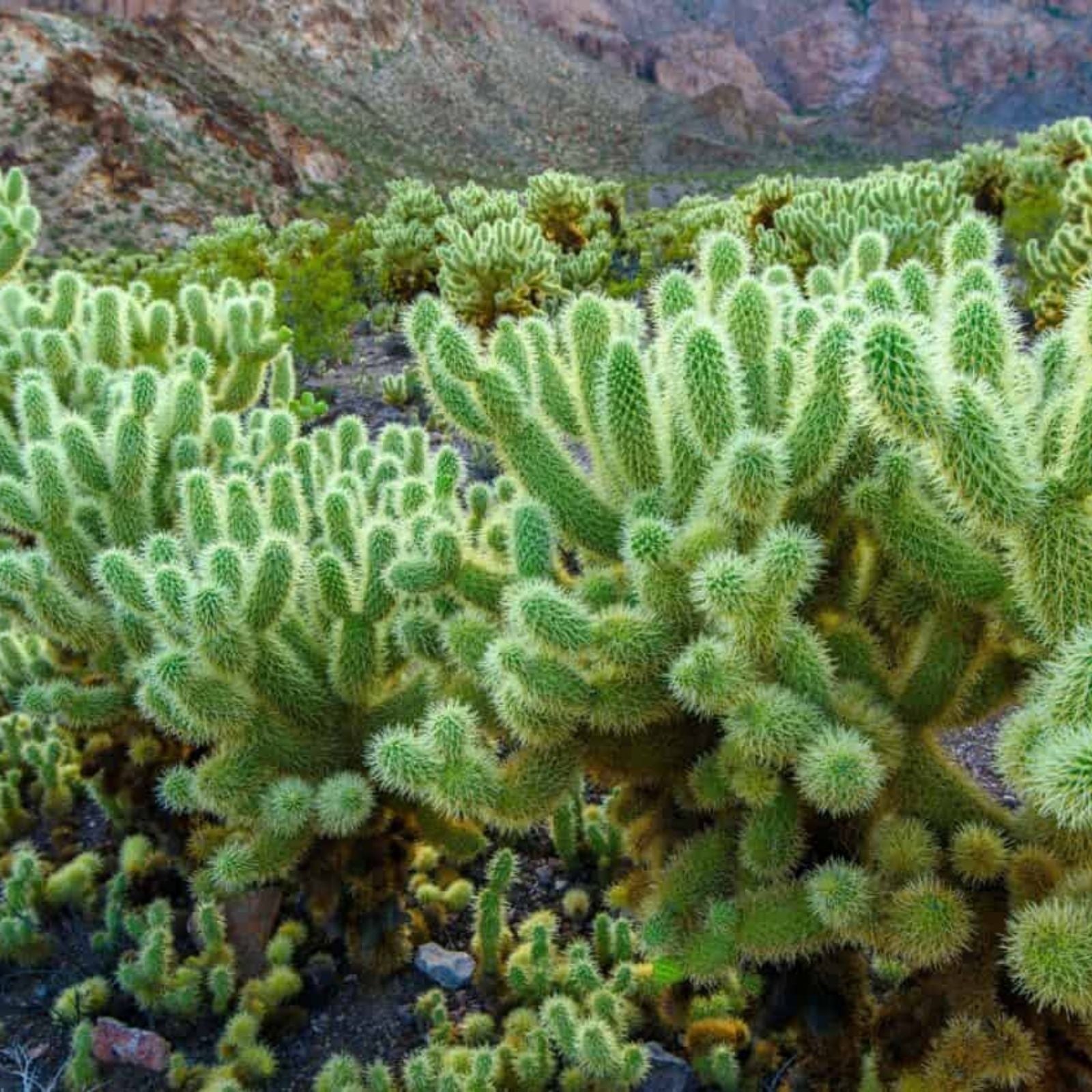 Teddybear Cholla Cuttings Cylindropuntia Bigelovii Succulent Cactus Live Plant Indoor Outdoor Gardening
