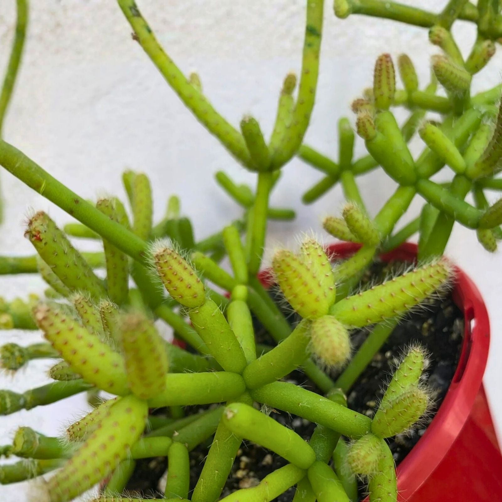 Rhipsalis Porto Alegre Cutting | Live Succulent Plant | Cactus Propagation Starter | Houseplant, Unique, Easy Care