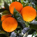 California Navel Orange Scions Cuttings 6-8in Citrus sinensis Live Grafting Rooting Starter Plant 3 Pack