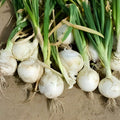 Scarlet Nantes Carrot Seeds, Organic Daucus carota, Heirloom Vegetable Seeds, Tasty Snack Carrots, 500+ Starter Seeds
