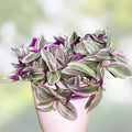 Tradescantia Cuttings 10 Varieties Indoor Houseplant Starter Plants Live Plants Commelinaceae Decor