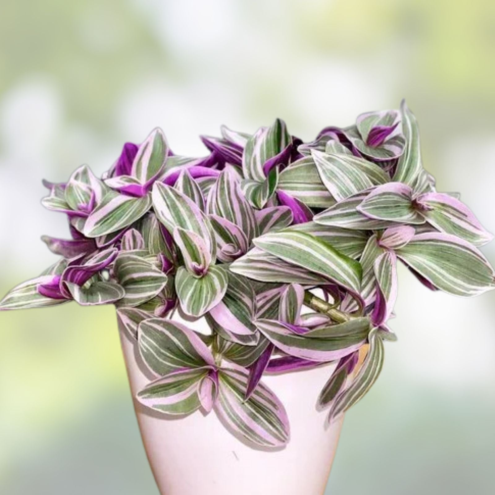 Tradescantia Cuttings 10 Varieties Indoor Houseplant Starter Plants Live Plants Commelinaceae Decor