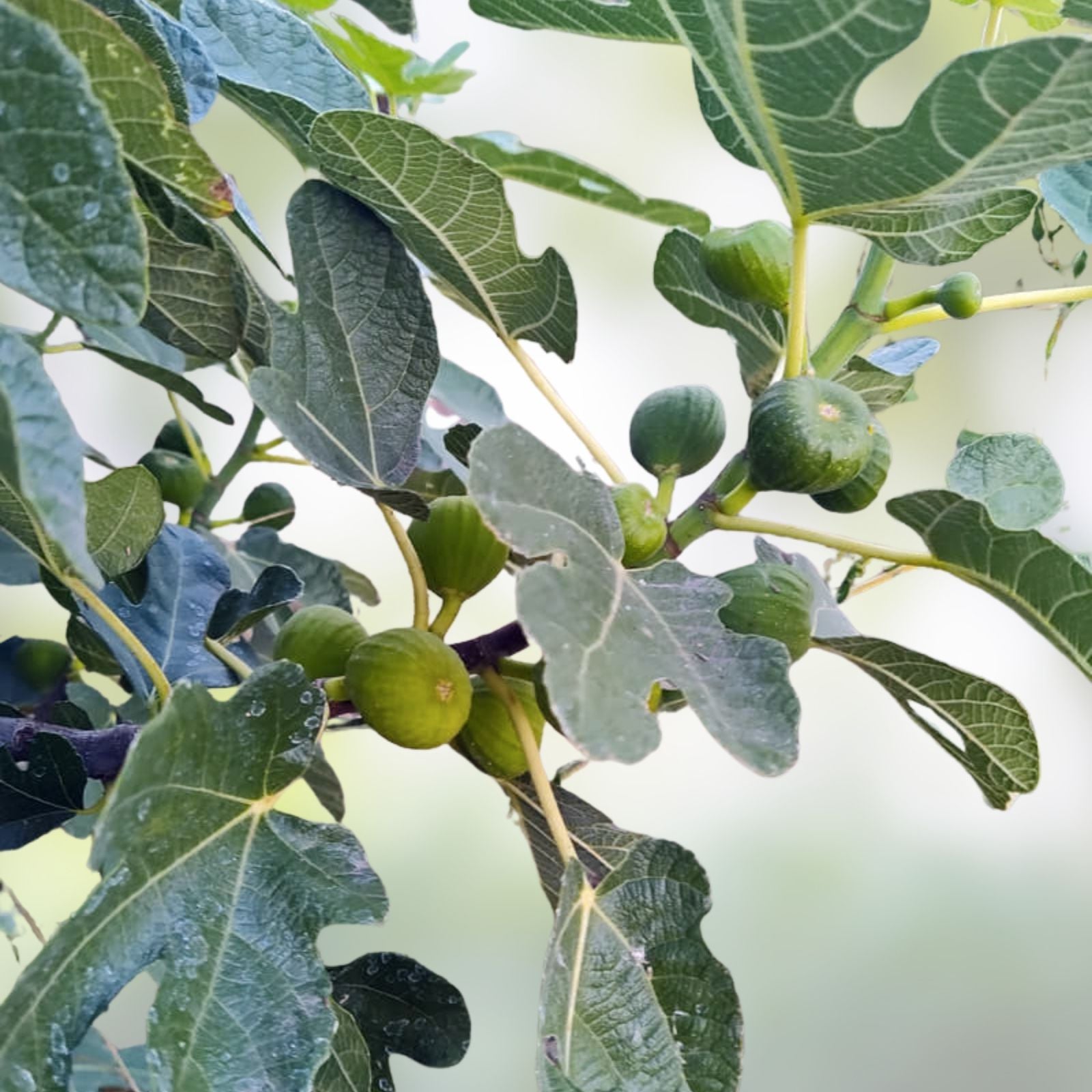 Fig Cutting Dominick's Variety Ficus carica Edible Fruit Plant 8 Inch Live Houseplant