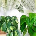 Philodendron Brazil Cutting | Heartleaf Philodendron & Marble Queen Pothos Propagation Plants | Indoor Houseplant Starter