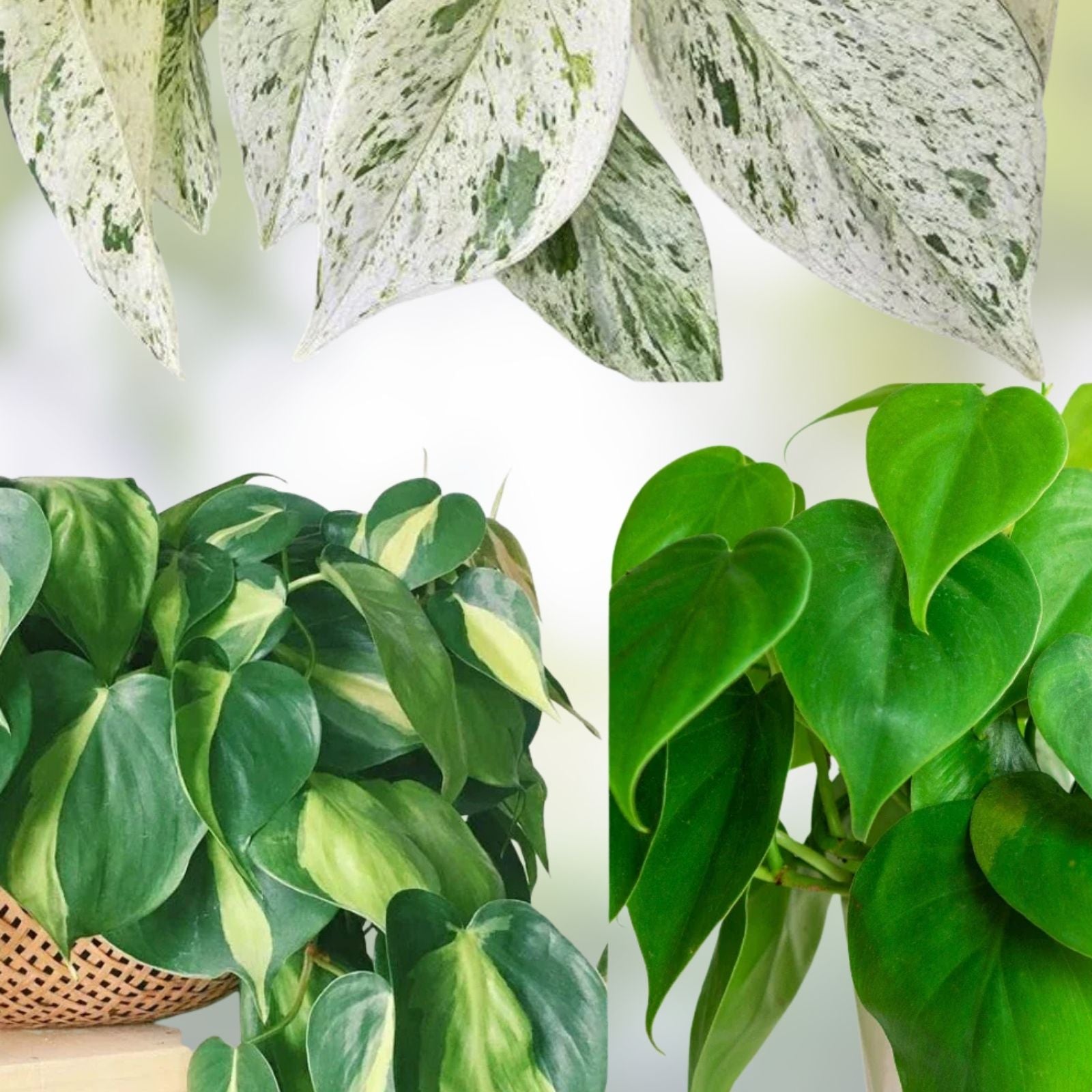 Philodendron Brazil Cutting | Heartleaf Philodendron & Marble Queen Pothos Propagation Plants | Indoor Houseplant Starter