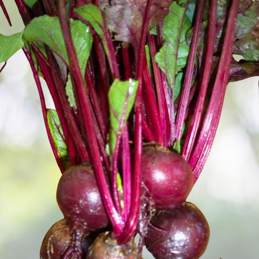 Heirloom Beet Seeds Early Wonder Non-GMO Vegetable Seeds 25+ Beta vulgaris Gardening Starter Plant