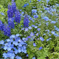 Blue Wildflower Seed Mix Organic 200 Seeds Native USA Garden Planting Wildflower Seeds for Landscaping Bee-Friendly
