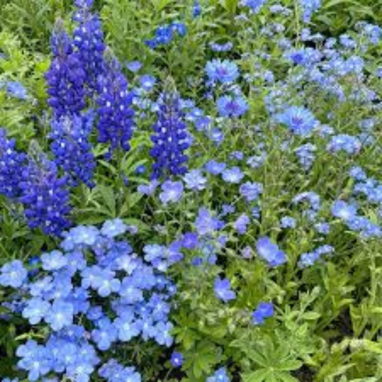Blue Wildflower Seed Mix Organic 200 Seeds Native USA Garden Planting Wildflower Seeds for Landscaping Bee-Friendly