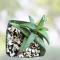 Aloe Pearsonii Rooted Cutting - Succulent Plant for Home Decor - Easy Care Indoor Aloe Vera Family