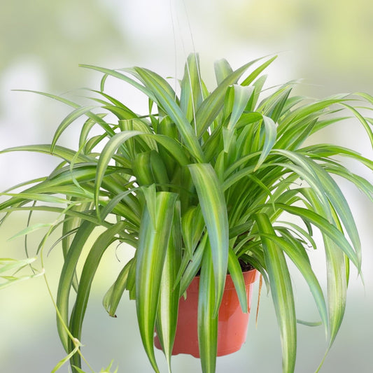 Hawaiian Spider Plant Pups - Chlorophytum comosum ‘Hawaiian’ - Live Indoor Houseplant Cuttings - Starter Plant