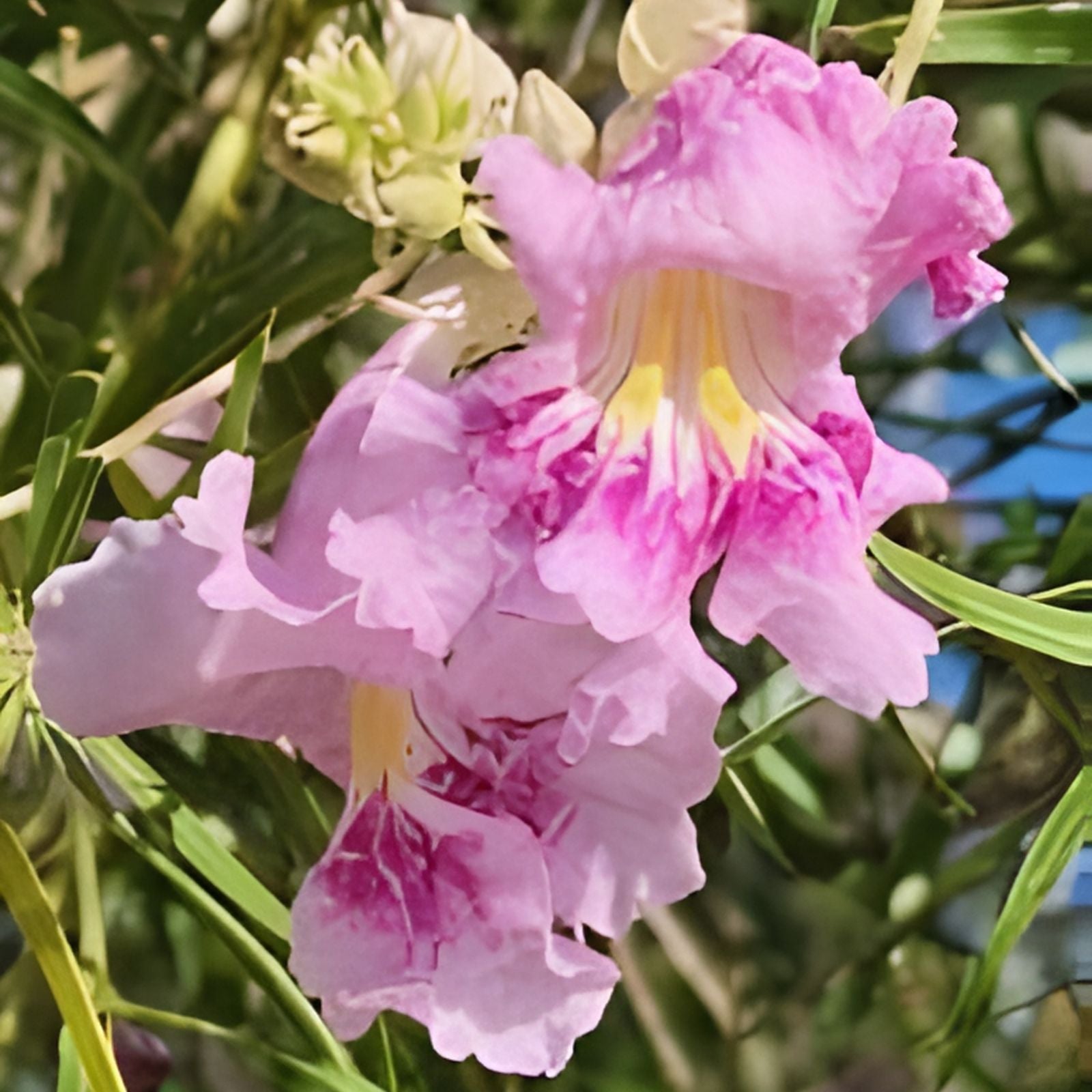 Desert Willow Tree Seeds Pink Flowering Chilopsis linearis Live Plant Starter Bare Root for Gardens Landscaping