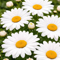 Shasta Daisy Seeds Leucanthemum × superbum Bright White Yellow Flower Seeds Garden Plant Starter 25+