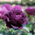 Purple Lavender Rose Bush Live Plant Rosa hybrida Paradise Fragrant Flowering Shrub 1-2'