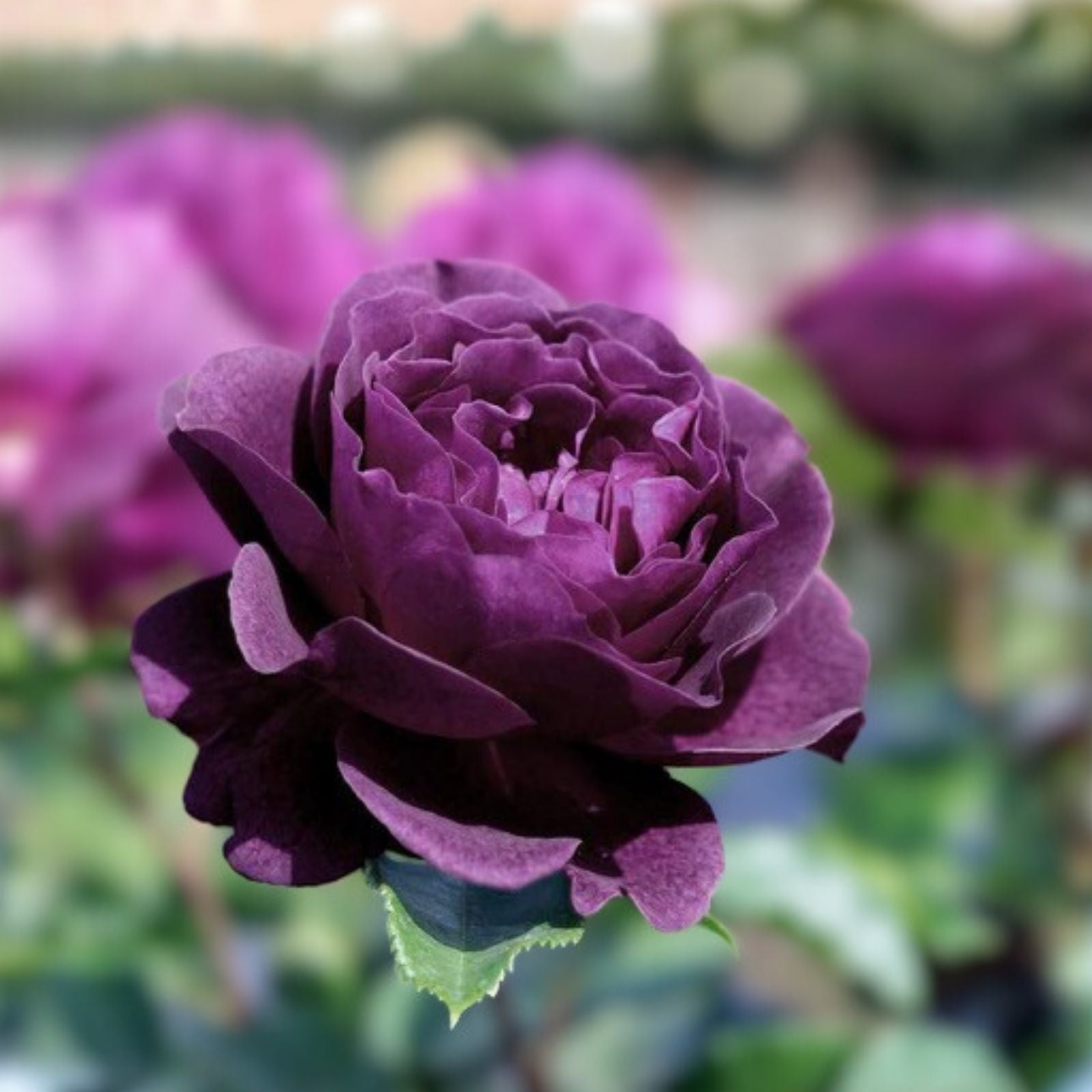 Purple Lavender Rose Bush Live Plant Rosa hybrida Paradise Fragrant Flowering Shrub 1-2'
