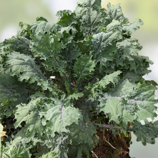 Organic Red Kale Plant, Brassica oleracea var. sabellica, Edible Leafy Greens, Heirloom, Non-GMO, Live Starter Plant