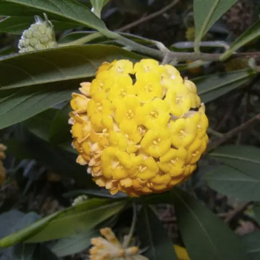 Indian Papertree Seeds 20 Pack - Edgeworthia gardneri - Ornamental Garden and Landscape Seeds for Fast Growing Plants