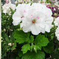 Regal Geranium Cuttings White Purple Pelargonium Indoor Plant Starter 3x6"