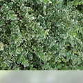 Variegated Wintercreeper Euonymus fortunei 'Variegatus' Live Starter Plants Set of 6 Evergreen Ground Cover