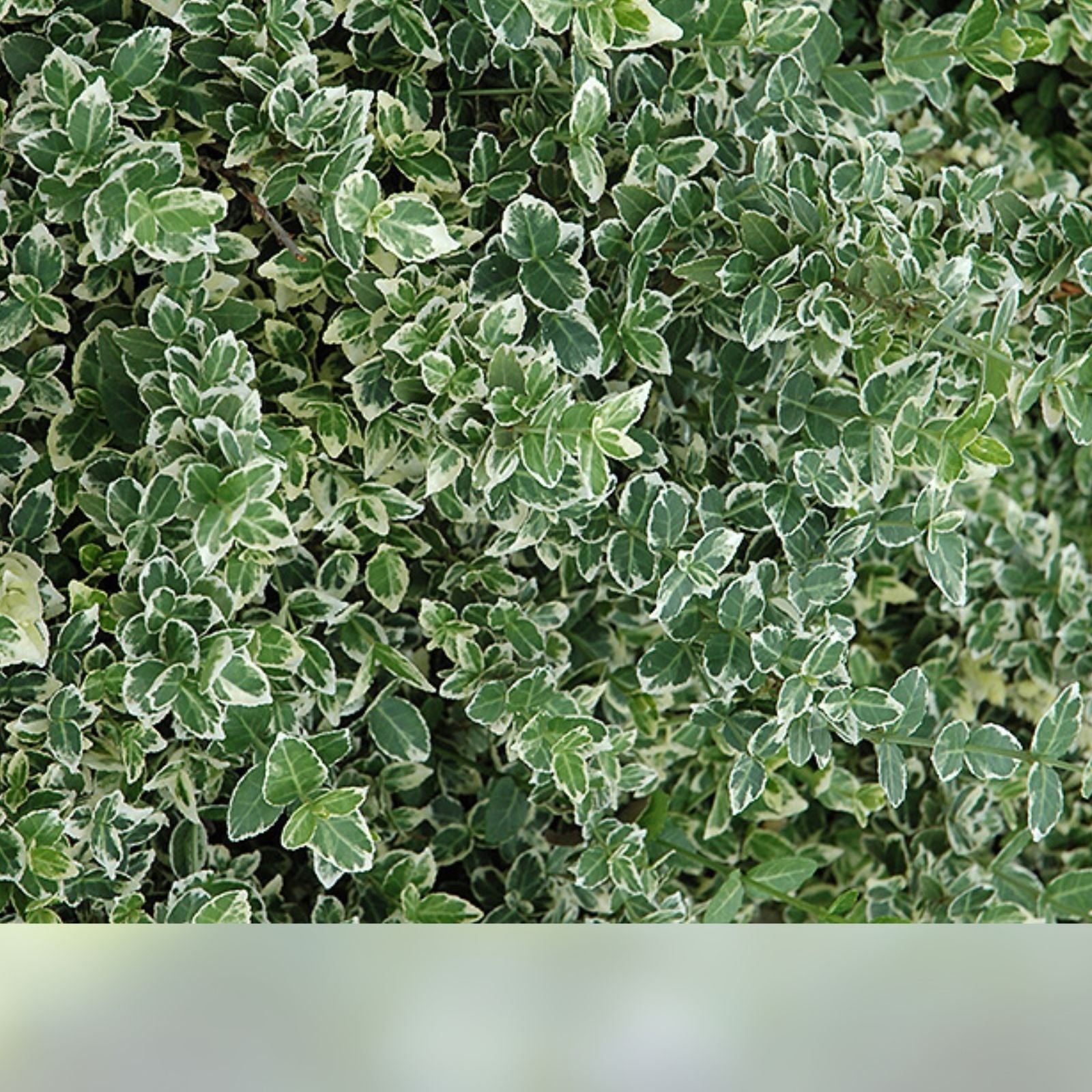 Variegated Wintercreeper Euonymus fortunei 'Variegatus' Live Starter Plants Set of 6 Evergreen Ground Cover
