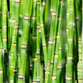 Giant Skyscraper Grass Seeds 100 Pack | Tallest Grass on Earth | Miscanthus giganteus | Fast Growing, Free Shipping
