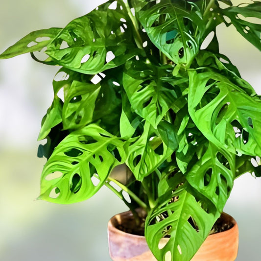 Monstera Adansonii Rooted Cutting, Tropical Houseplant, Exotic Foliage, Indoor Plant, Swiss Cheese Plant, Live Plant, Starter Plant