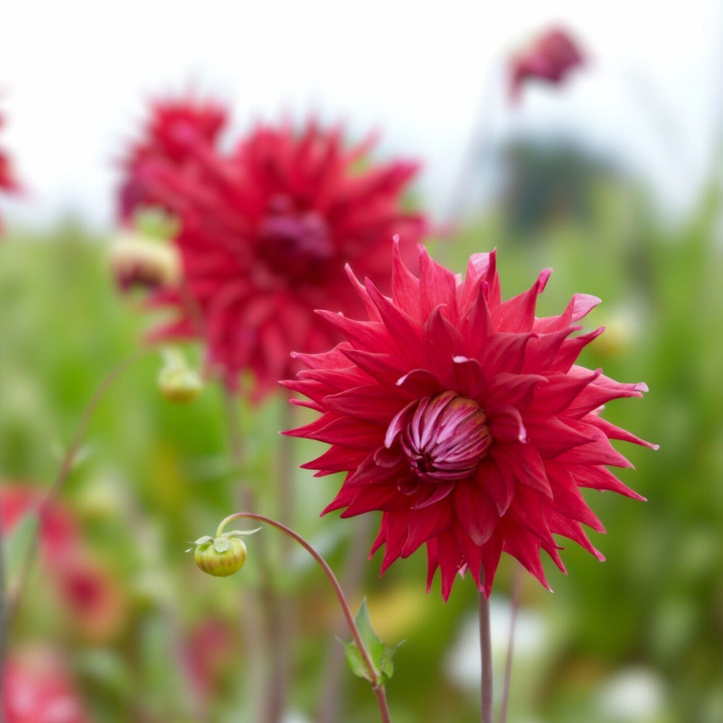 Holly Huston Dahlia Live Plant Tuber Semi-Cactus Red Perennial Garden Flower Cut Flower