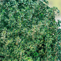Thyme Herb Seeds Non-GMO Culinary Herb Pack Thymus vulgaris Cooking Spice Plant Starter 500+ Seeds