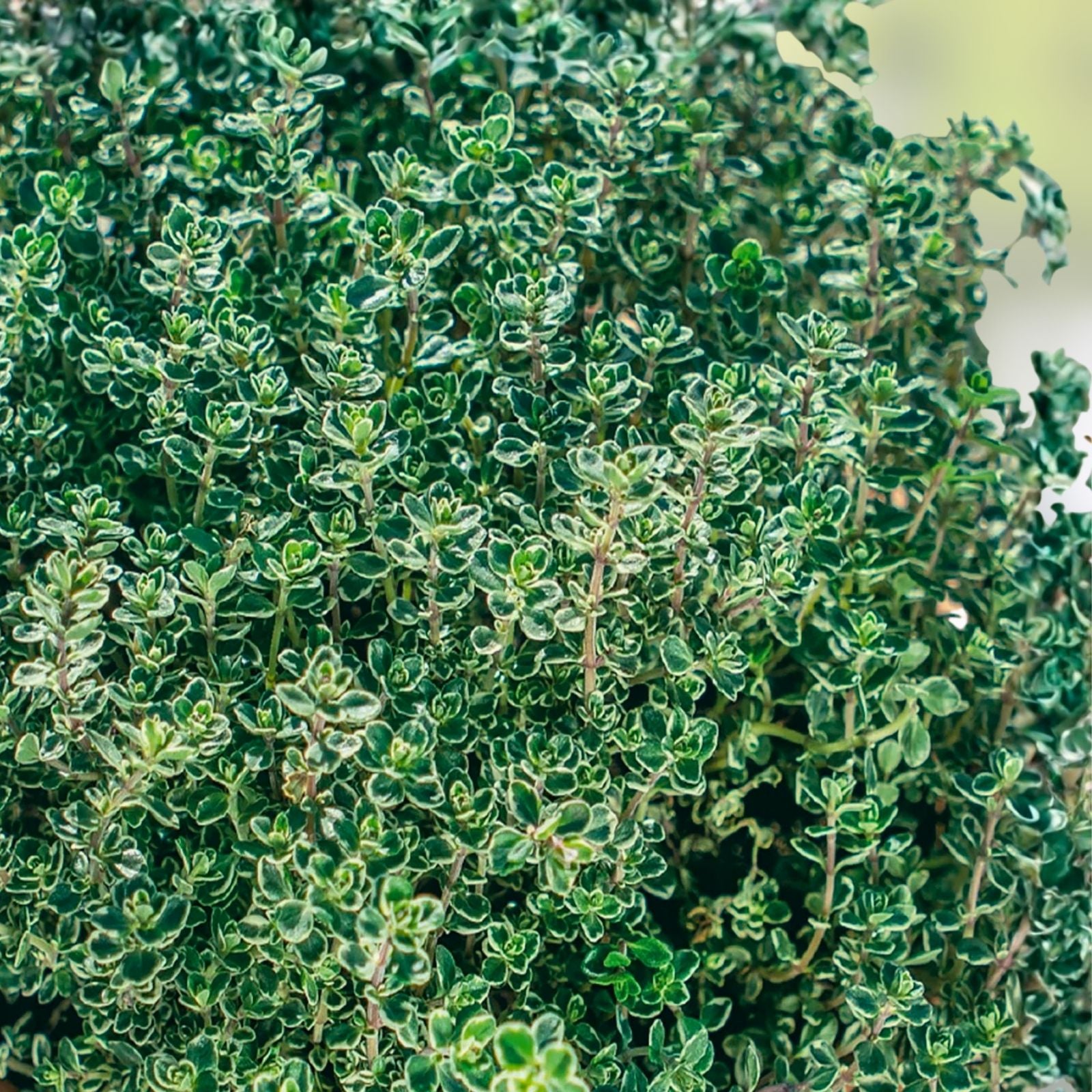 Thyme Herb Seeds Non-GMO Culinary Herb Pack Thymus vulgaris Cooking Spice Plant Starter 500+ Seeds