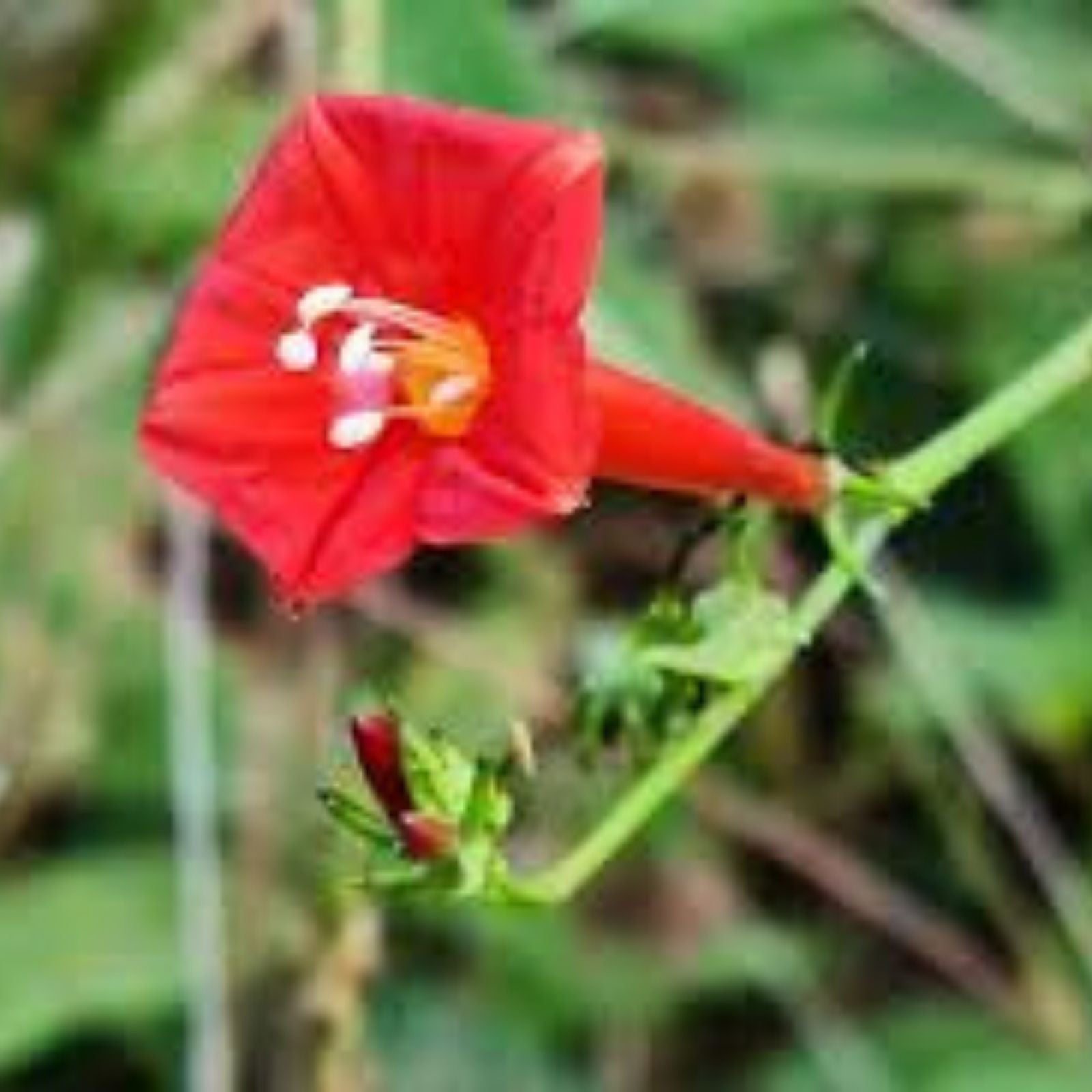 Red Morning Glory Seeds 100 Count, Ipomoea coccinea, Vibrant Climbing Flower for Gardens and Landscaping
