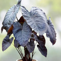 Black Coral Colocasia Elephant Ear Starter Plant, Tropical Foliage, Unique Leaf Color, Live Plant, Small Rooted Cutting
