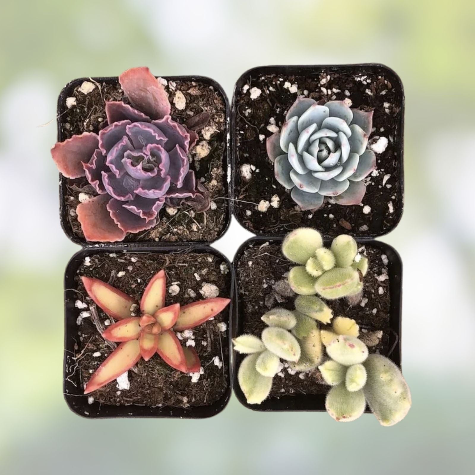 Rainbow Succulent Bundle – 6 Live Assorted Indoor Succulents Easy Care Houseplants – BloomHavenNursery