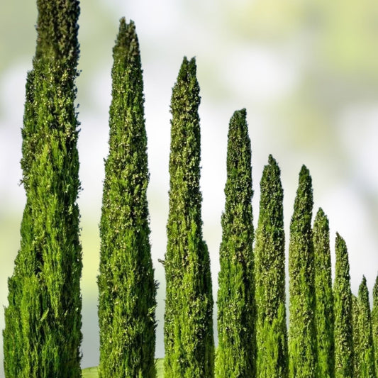 Italian Cypress Seeds 50 Pack – Cupressus sempervirens Evergreen Drought Tolerant Ornamental Landscaping Seeds
