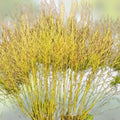 Yellow Twig Dogwood Shrub Bare Root 16" Live Plant Cornus sericea Ornamental Deciduous Winter Interest