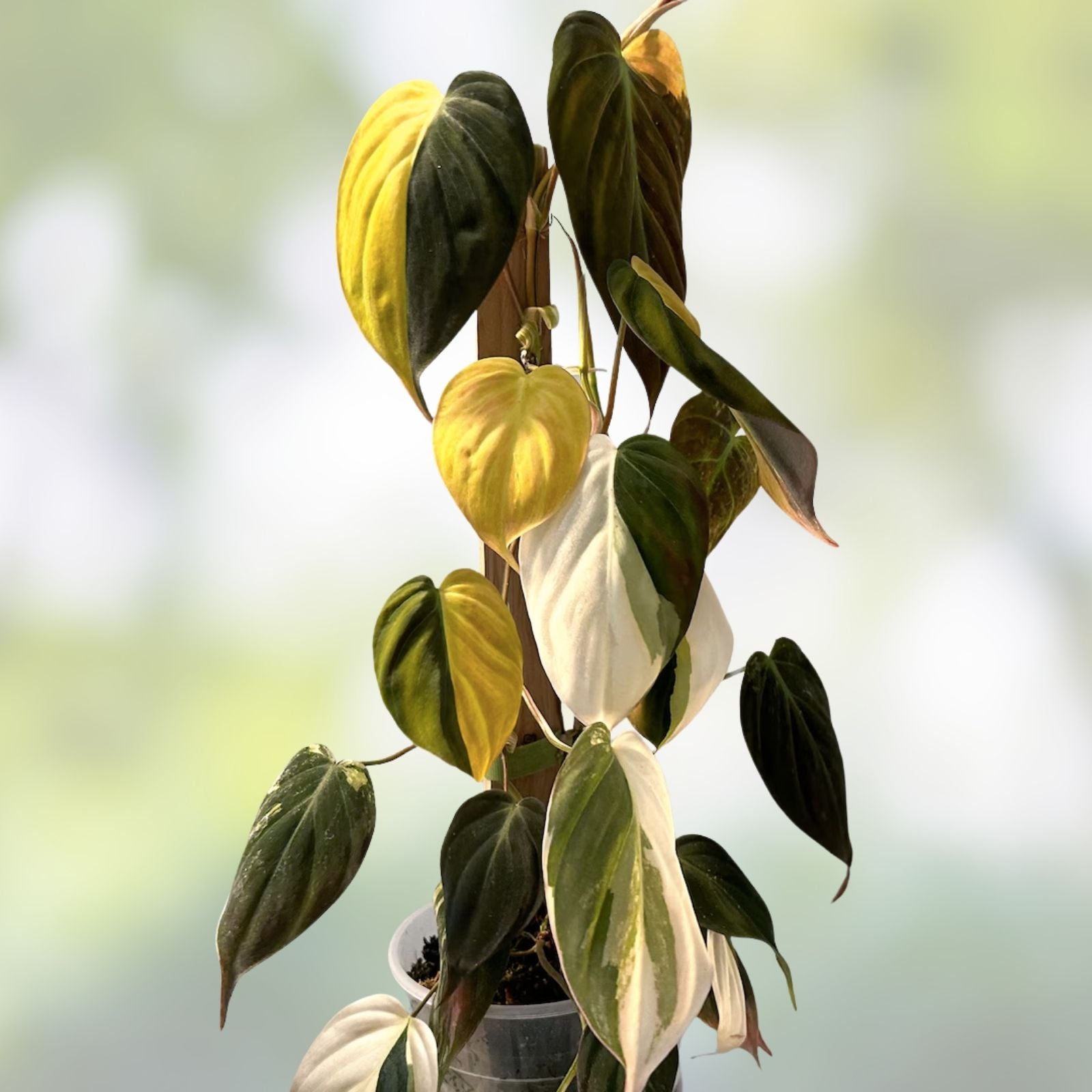 Rooted Variegated Philodendron Micans Plant Pink Micans Aurea Tropical Indoor Houseplant Live Cutting