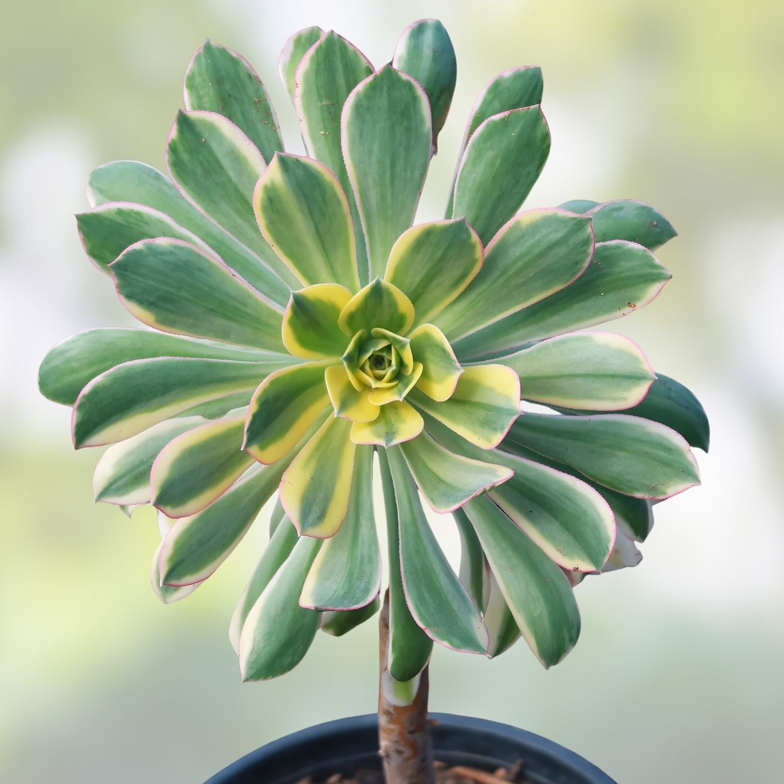 Aeonium Sunburst Succulent Cutting 4-6 inches, Variegated Green and Yellow, Live Indoor Plant, Houseplant, Starter Plant